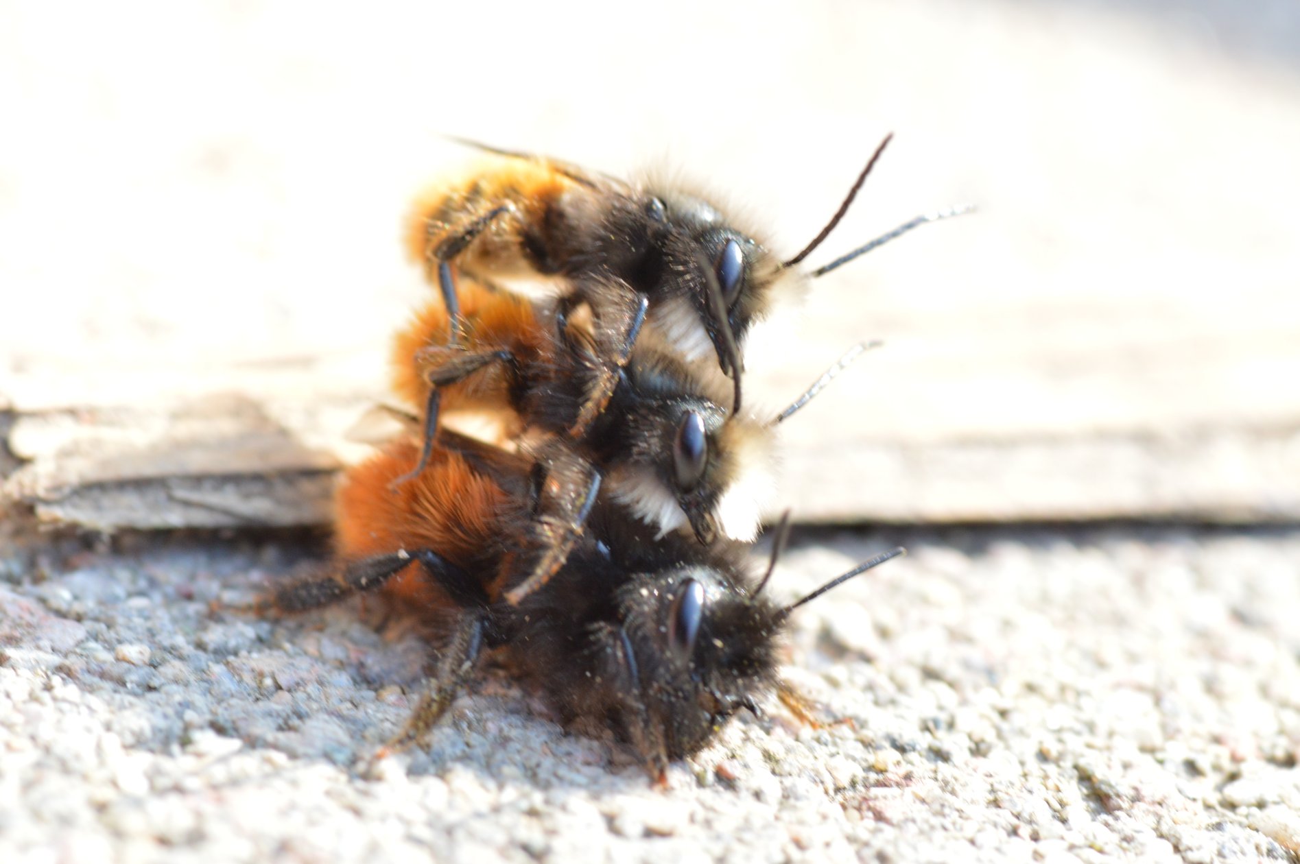 Osmia rufa in accoppiamento (a tre)